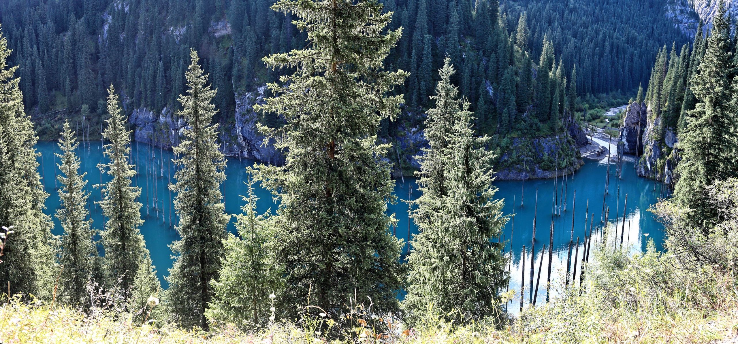 Панорама затонувшего леса на озере Каинды