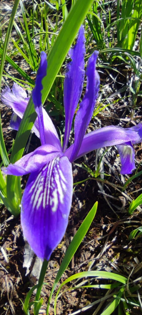 Фиолетовый ирис в нацпарке Кольсай