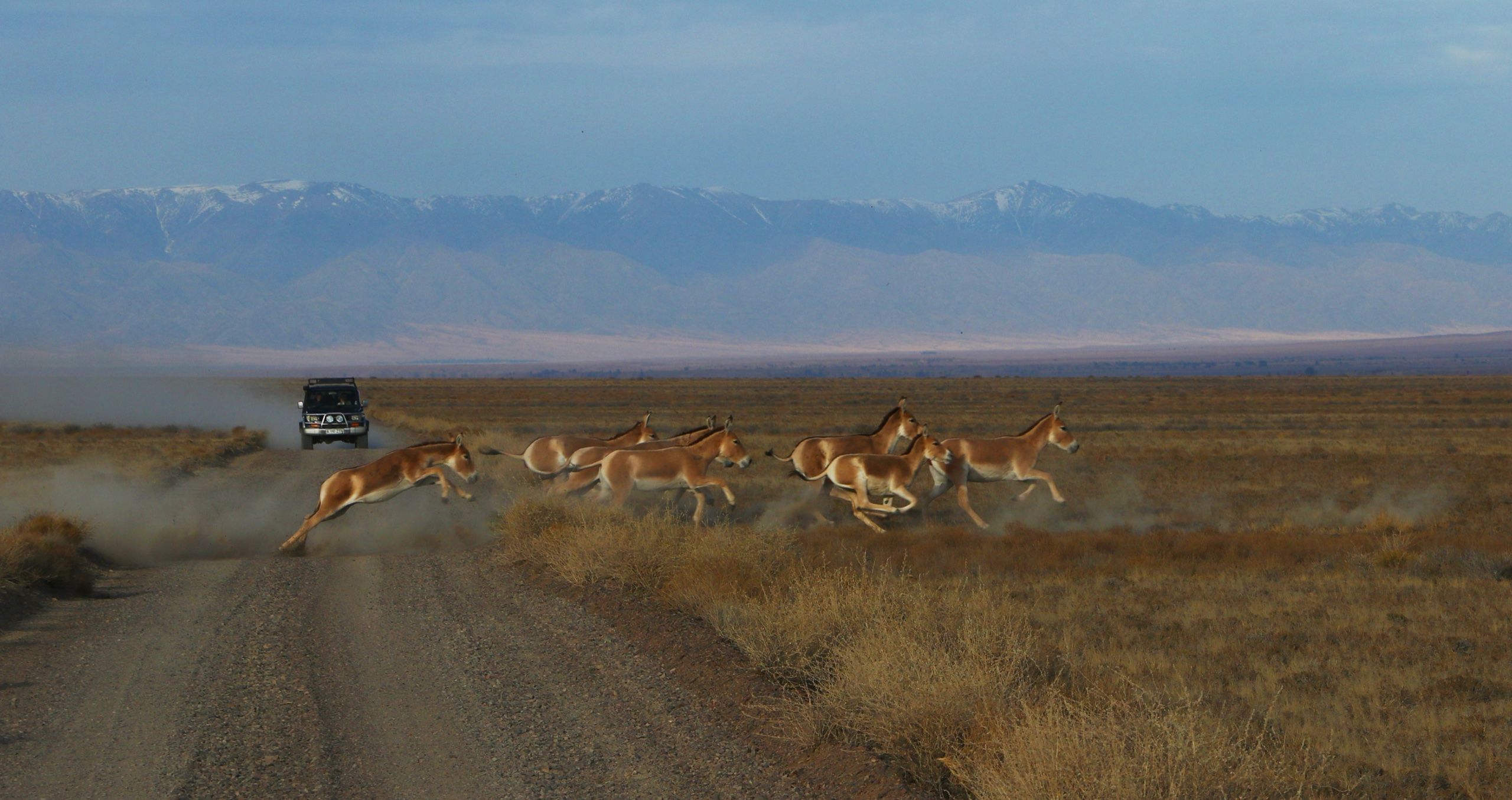 Стадо куланов в степи Алтын-Эмеля